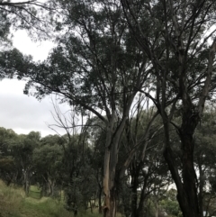 Eucalyptus polyanthemos subsp. polyanthemos at Garran, ACT - 28 Feb 2022
