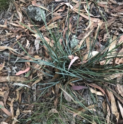 Lomandra filiformis subsp. coriacea (Wattle Matrush) at Hughes Garran Woodland - 28 Feb 2022 by Tapirlord