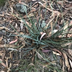 Lomandra filiformis subsp. coriacea (Wattle Matrush) at Garran, ACT - 28 Feb 2022 by Tapirlord