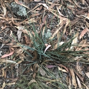 Lomandra filiformis subsp. coriacea at Garran, ACT - 28 Feb 2022 07:11 PM