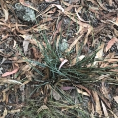 Lomandra filiformis subsp. coriacea at Garran, ACT - 28 Feb 2022