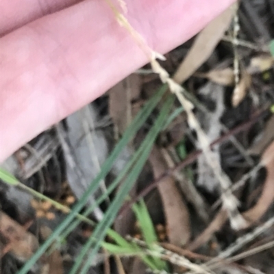 Ehrharta erecta (Panic Veldtgrass) at Garran, ACT - 28 Feb 2022 by Tapirlord