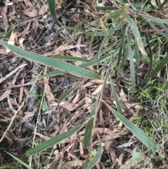 Acacia implexa (Hickory Wattle) at Garran, ACT - 28 Feb 2022 by Tapirlord