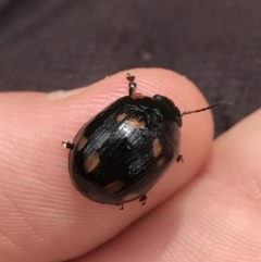 Paropsisterna nigerrima (Leaf beetle, Button beetle) at Phillip, ACT - 28 Feb 2022 by Tapirlord