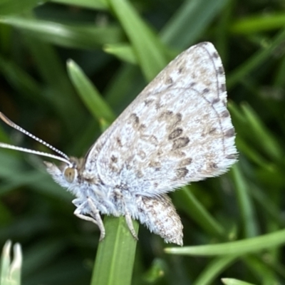 Lucia limbaria (Chequered Copper) at Jerrabomberra, NSW - 3 Mar 2022 by SteveBorkowskis