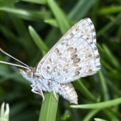 Lucia limbaria (Chequered Copper) at Jerrabomberra, NSW - 3 Mar 2022 by Steve_Bok