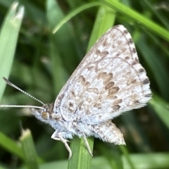 Lucia limbaria at Jerrabomberra, NSW - suppressed