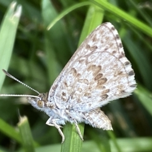 Lucia limbaria at Jerrabomberra, NSW - suppressed