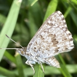 Lucia limbaria at Jerrabomberra, NSW - suppressed