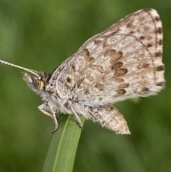 Lucia limbaria at Jerrabomberra, NSW - suppressed