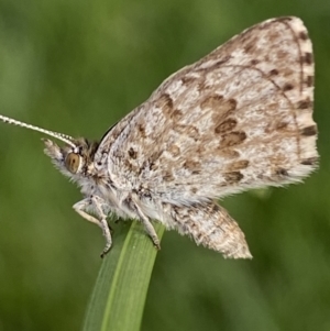 Lucia limbaria at Jerrabomberra, NSW - suppressed