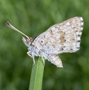 Lucia limbaria at Jerrabomberra, NSW - suppressed