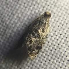 Acroceuthes metaxanthana at Garran, ACT - 27 Feb 2022 09:35 PM