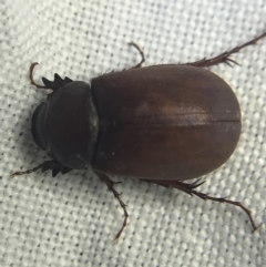 Melolonthinae sp. (subfamily) (Cockchafer) at Hughes Garran Woodland - 27 Feb 2022 by Tapirlord