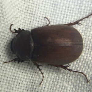 Melolonthinae sp. (subfamily) at Garran, ACT - 27 Feb 2022