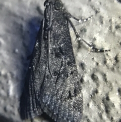 Catamola funerea (Mourning Pyralid) at Red Hill to Yarralumla Creek - 27 Feb 2022 by Tapirlord