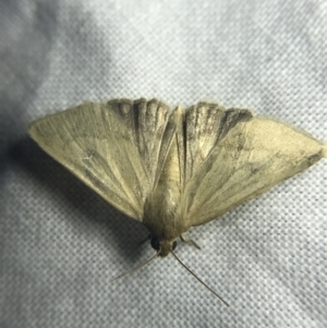 Heliocheilus (genus) at Garran, ACT - 27 Feb 2022 09:31 PM