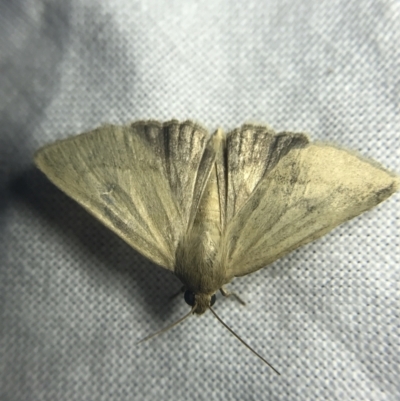 Heliocheilus (genus) (Heliothine moths) at Hughes Garran Woodland - 27 Feb 2022 by Tapirlord