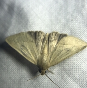 Heliocheilus (genus) at Garran, ACT - 27 Feb 2022 09:31 PM