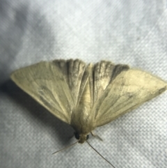 Heliocheilus (genus) at Garran, ACT - 27 Feb 2022