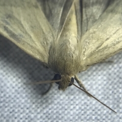 Heliocheilus (genus) at Garran, ACT - 27 Feb 2022 09:31 PM