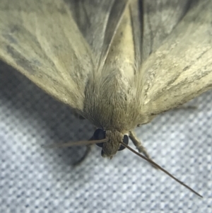 Heliocheilus (genus) at Garran, ACT - 27 Feb 2022 09:31 PM