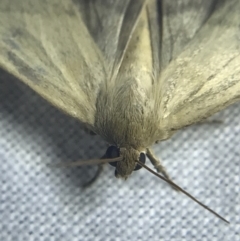 Heliocheilus (genus) at Garran, ACT - 27 Feb 2022