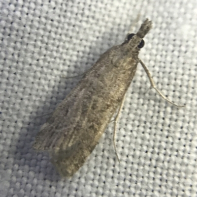 Scoparia (genus) (Unidentified Scoparia moths) at Hughes Garran Woodland - 27 Feb 2022 by Tapirlord