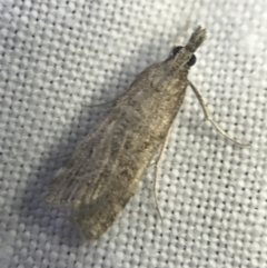 Scoparia (genus) (Unidentified Scoparia moths) at Hughes Garran Woodland - 27 Feb 2022 by Tapirlord