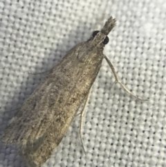 Scoparia (genus) at Garran, ACT - 27 Feb 2022