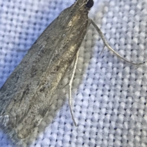 Scoparia (genus) at Garran, ACT - 27 Feb 2022