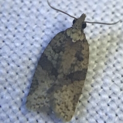 Tortricinae (subfamily) (A tortrix moth) at Red Hill to Yarralumla Creek - 27 Feb 2022 by Tapirlord