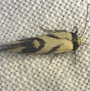 Olbonoma triptycha at Garran, ACT - 27 Feb 2022 09:25 PM