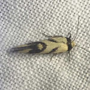 Olbonoma triptycha at Garran, ACT - 27 Feb 2022 09:25 PM