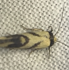 Olbonoma triptycha at Garran, ACT - 27 Feb 2022 09:25 PM