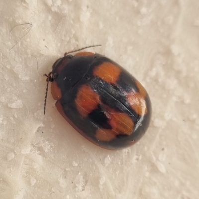 Paropsisterna beata (Blessed Leaf Beetle) at Molonglo Valley, ACT - 3 Mar 2022 by AaronClausen