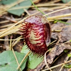 Corysanthes hispida (Bristly Helmet Orchid) at Tidbinbilla Nature Reserve - 3 Mar 2022 by RobG1