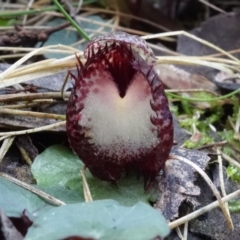 Corysanthes hispida at Paddys River, ACT - 3 Mar 2022