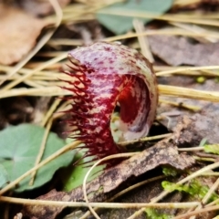 Corysanthes hispida at Paddys River, ACT - 3 Mar 2022