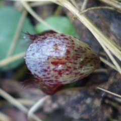 Corysanthes hispida at Paddys River, ACT - suppressed