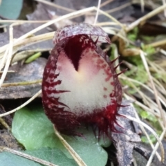 Corysanthes hispida at Paddys River, ACT - 3 Mar 2022