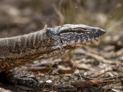 Varanus rosenbergi (Heath or Rosenberg's Monitor) at Watson, ACT - 3 Mar 2022 by trevsci