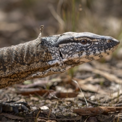 Varanus rosenbergi (Heath or Rosenberg's Monitor) at Mount Majura - 3 Mar 2022 by trevsci