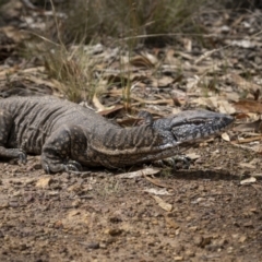 Varanus rosenbergi at Watson, ACT - 3 Mar 2022