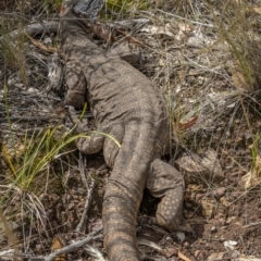 Varanus rosenbergi at Watson, ACT - 3 Mar 2022