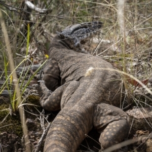 Varanus rosenbergi at Watson, ACT - 3 Mar 2022