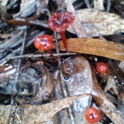 Cruentomycena viscidocruenta (Ruby Mycena) at QPRC LGA - 3 Mar 2022 by LeonieWood