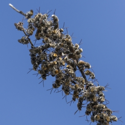 Lipotriches (Austronomia) australica at Mount Majura - 3 Mar 2022 by trevsci