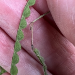 Grona varians at Murrumbateman, NSW - 3 Mar 2022 05:35 PM