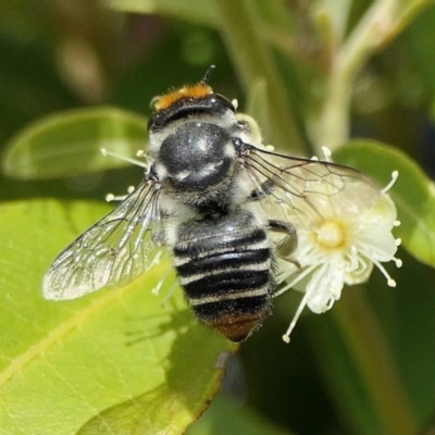 Megachile (Eutricharaea) maculariformis (Gold-tipped leafcutter bee) at Yass River, NSW - 3 Mar 2022 by SenexRugosus